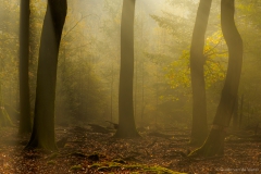Mysterious forest filled with fog